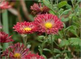 Chrysanthemum indicum