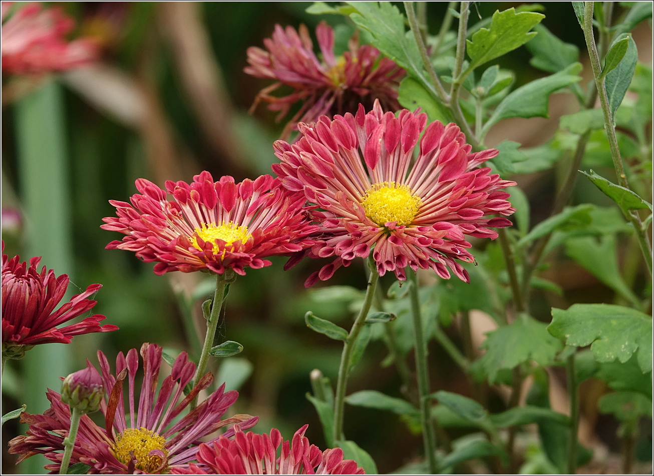 Изображение особи Chrysanthemum indicum.