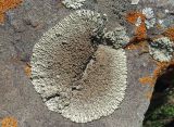 Lecanora garovaglii. Таллом с апотециями на глыбе песчаника. Казахстан, Туркестанская обл., Тюлькубасский р-н, р. Жабаглы, северный берег, глинистый склон с щебнем и глыбами. 19.04.2024.