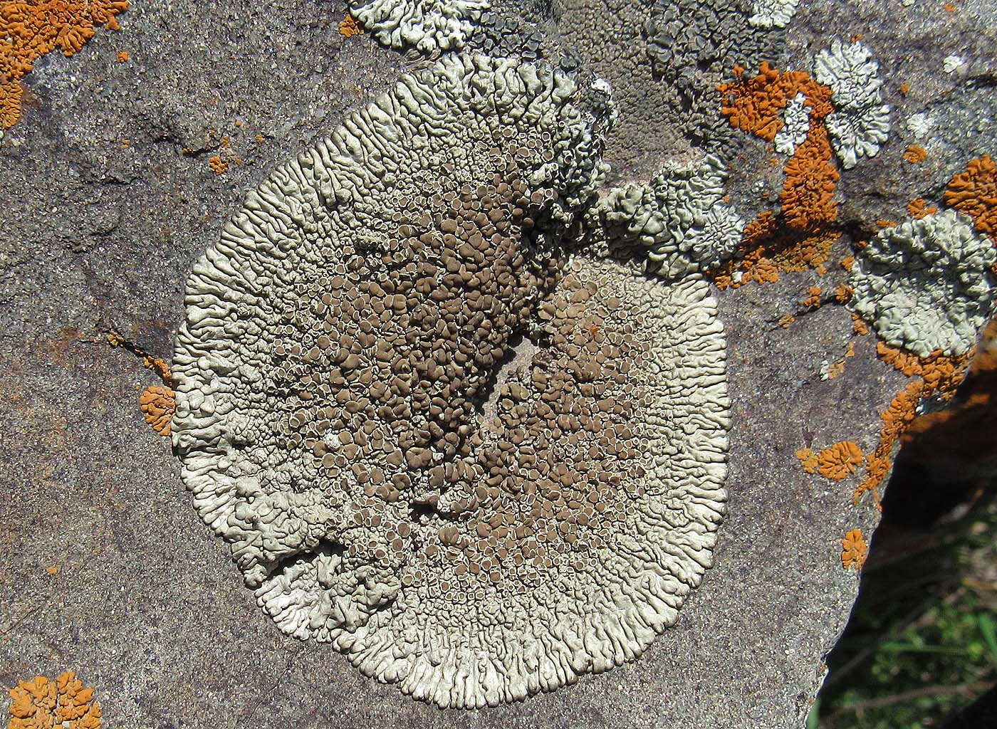 Image of Lecanora garovaglii specimen.