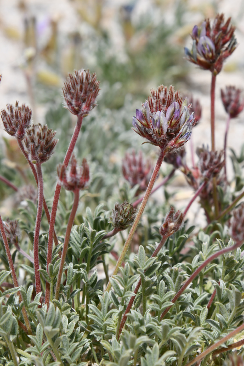 Image of genus Oxytropis specimen.