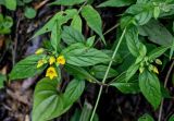 Lysimachia brittenii