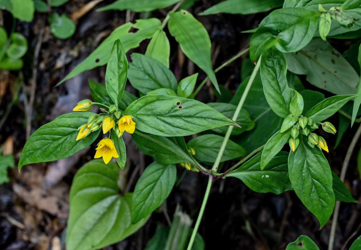 Изображение особи Lysimachia brittenii.