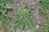 Cirsium echinus. Растение с развивающимся соцветием. Кабардино-Балкария, Эльбрусский р-н, гора Эльбрус, южный склон, выс. ок. 2250 м н.у.м., обочина ведущей к Терскольской обсерватории дороги, сосновый лес. 10 июня 2018 г.