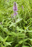 Stachys aspera