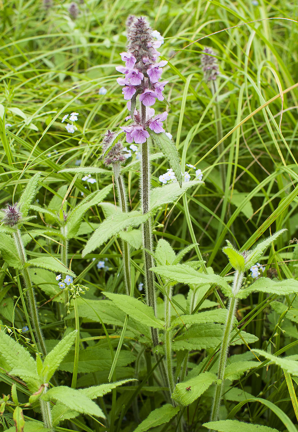 Image of Stachys aspera specimen.