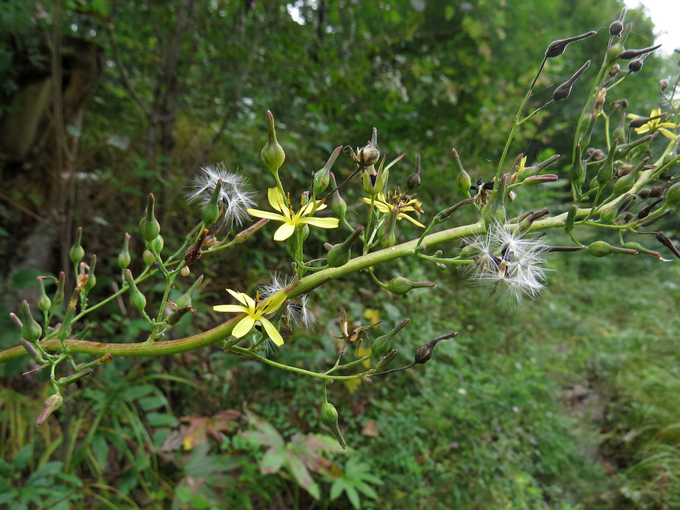 Изображение особи Lactuca raddeana.