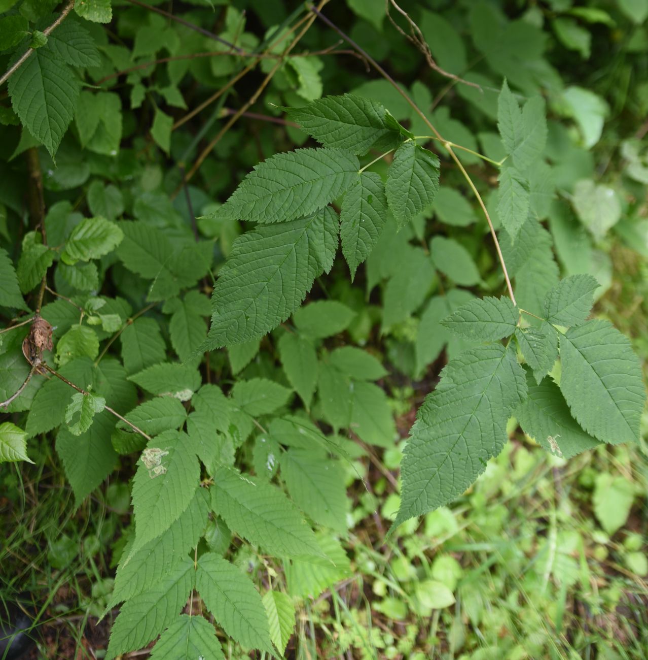 Image of Aruncus sylvestris specimen.