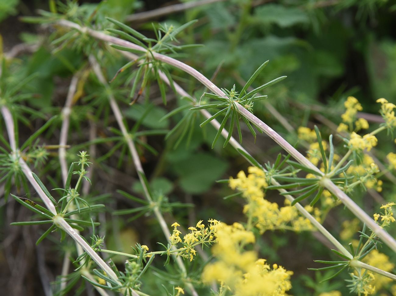 Изображение особи Galium verum.