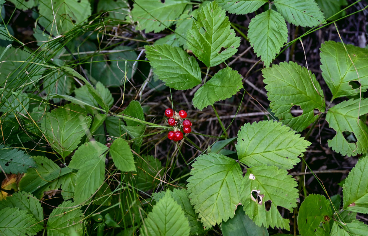 Image of Rubus saxatilis specimen.