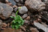 Doronicum turkestanicum