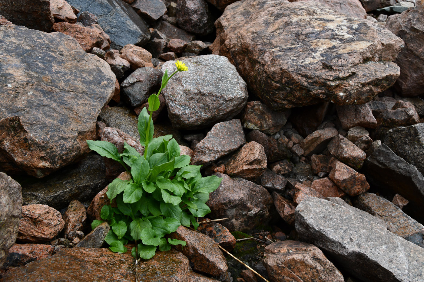 Изображение особи Doronicum turkestanicum.