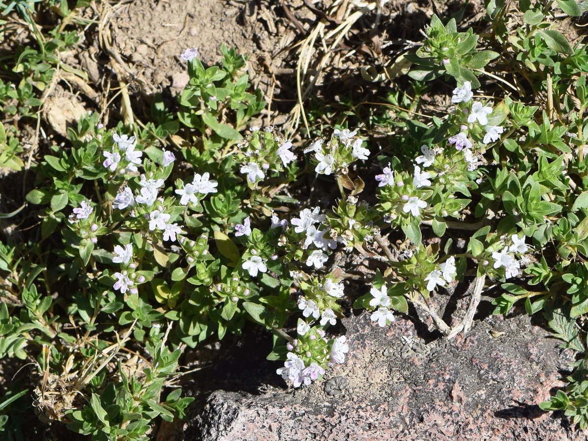 Image of Thymus dmitrievae specimen.