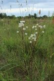 Erigeron uralensis