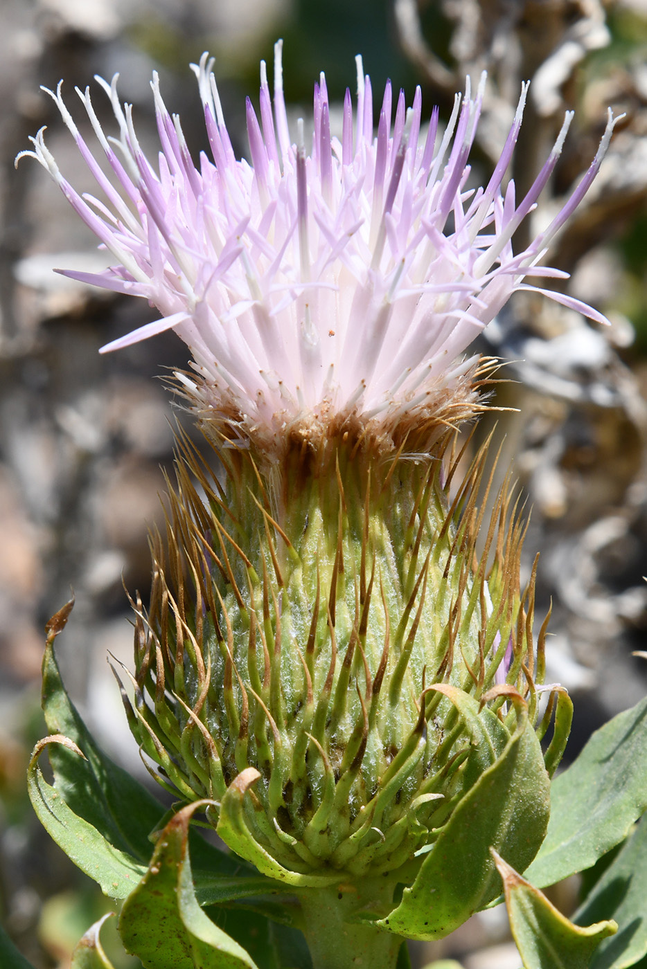 Image of Jurinea robusta specimen.