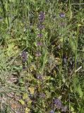 View full-size image Stachys arvensis