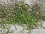 Arenaria leptoclados ssp. viscidula