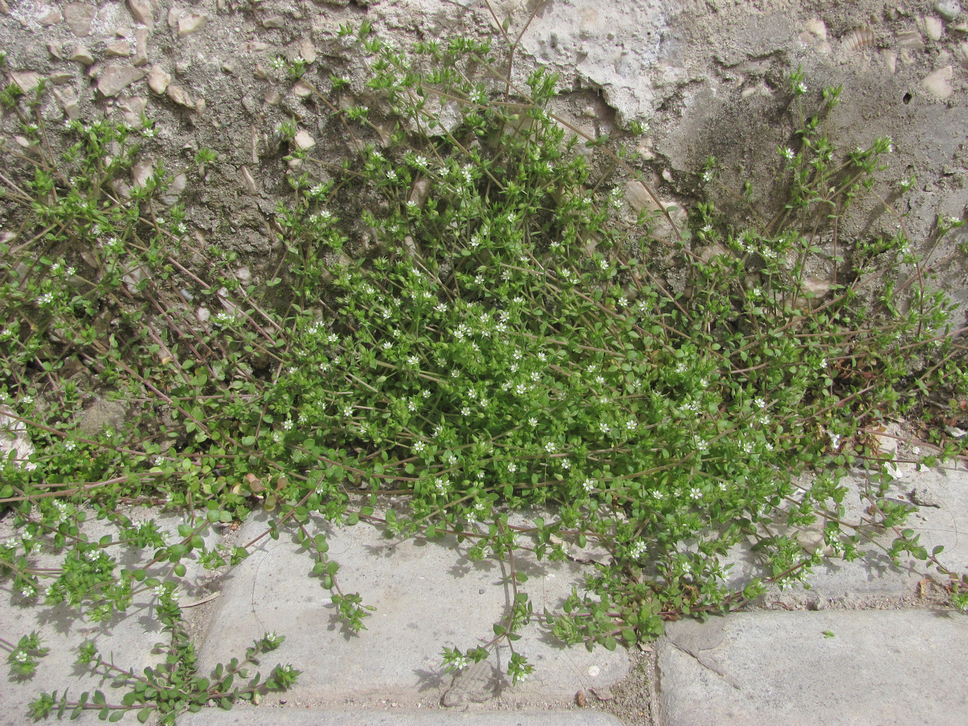 Изображение особи Arenaria leptoclados ssp. viscidula.