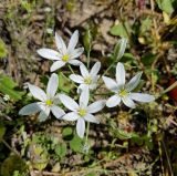 View gallery of subtaxa Image of specimen