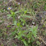 Смотреть изображение семейство Asteraceae