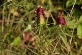 View full-size image Melampyrum cristatum