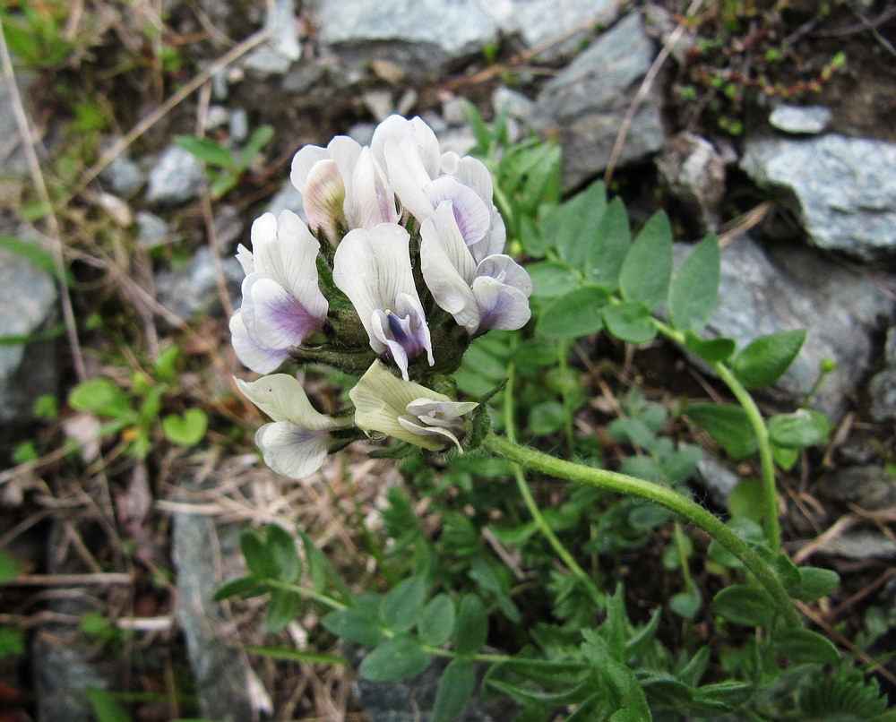 Image of Oxytropis sordida specimen.