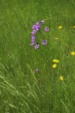 View full-size image Campanula patula