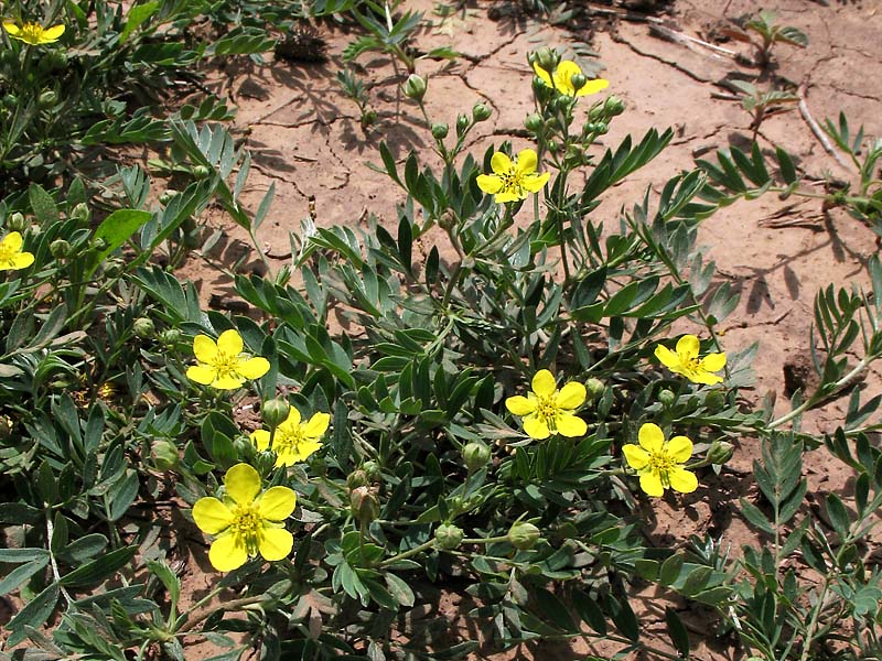 Изображение особи Potentilla bifurca.