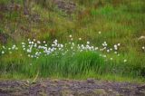 Смотреть изображение род Eriophorum