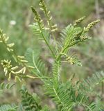 View full-size image Astragalus galegiformis