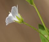 View full-size image Pseudostellaria heterantha