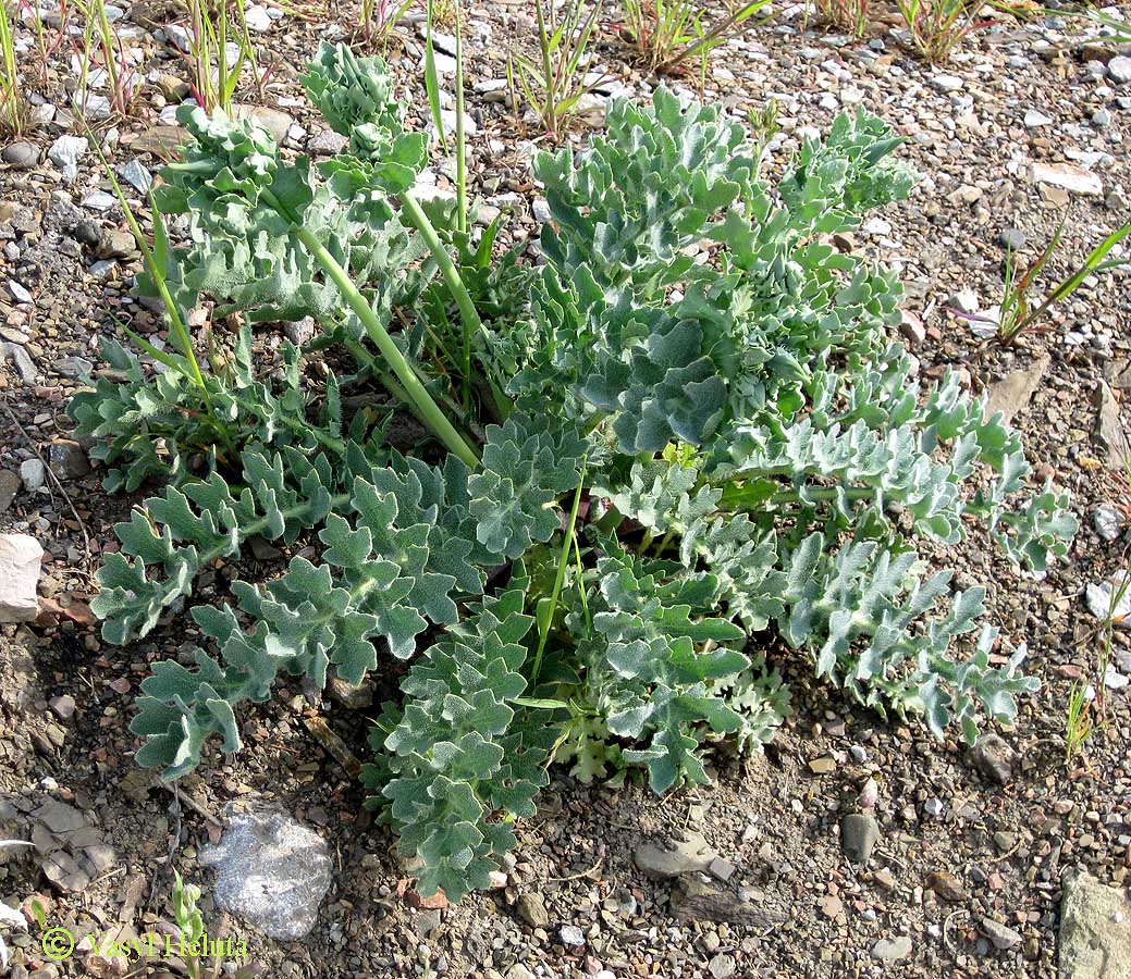 Image of Glaucium flavum specimen.