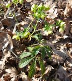 Helleborus orientalis. Цветущее растение и прошлогодние зелёные листья. Греция, Халкидики, берег реки Хавриас. 25.02.2009.