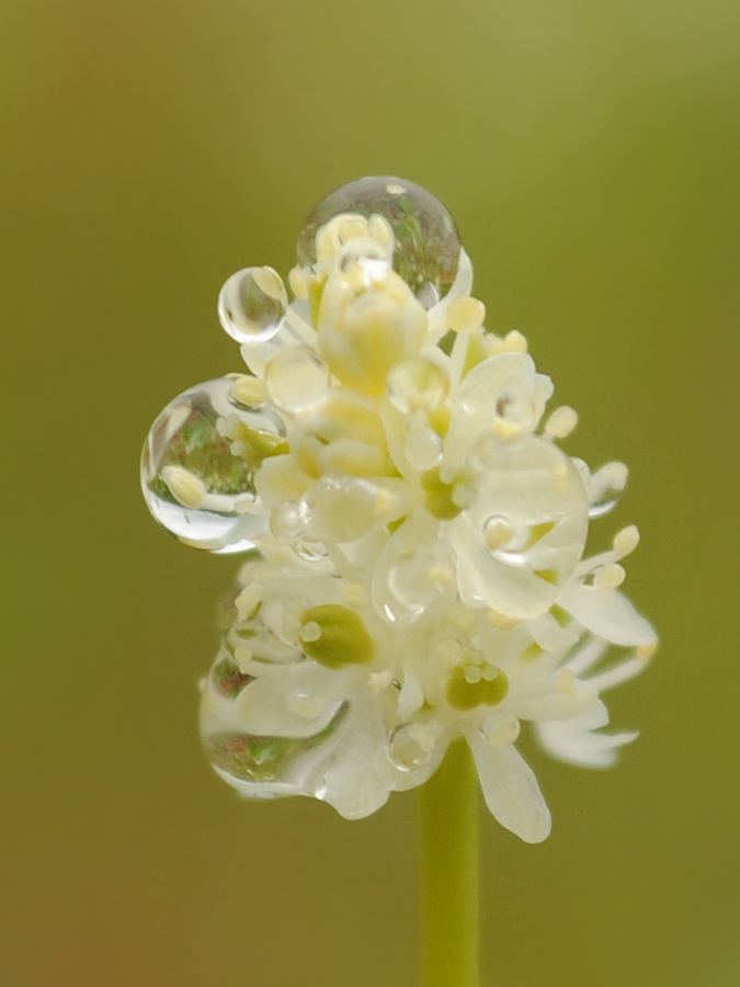 Image of Tofieldia pusilla specimen.