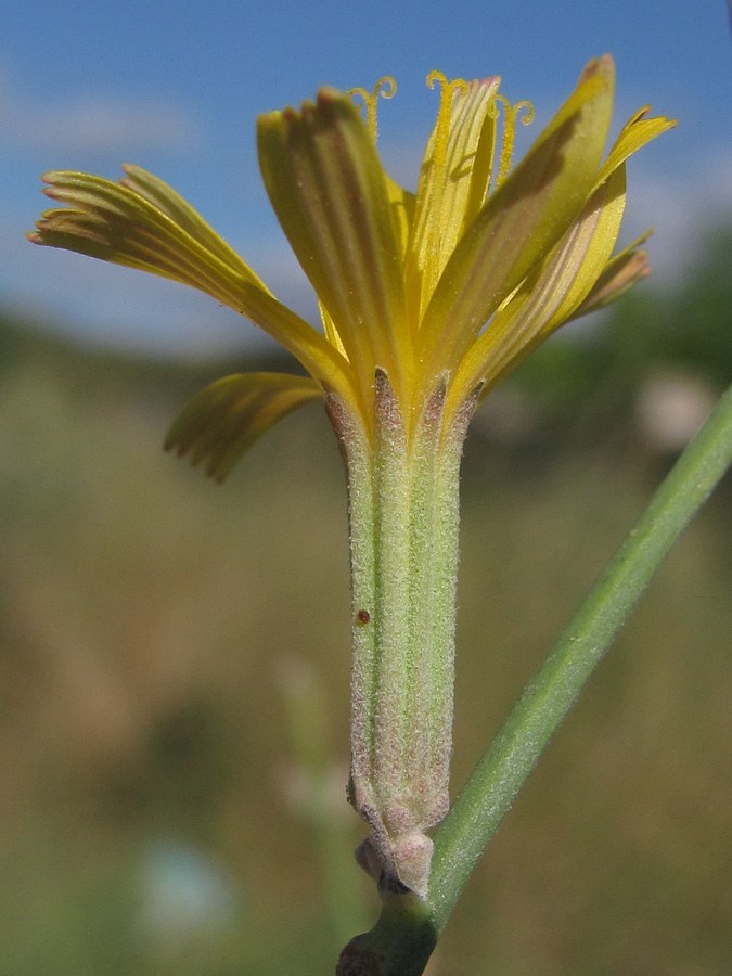 Image of Chondrilla juncea specimen.