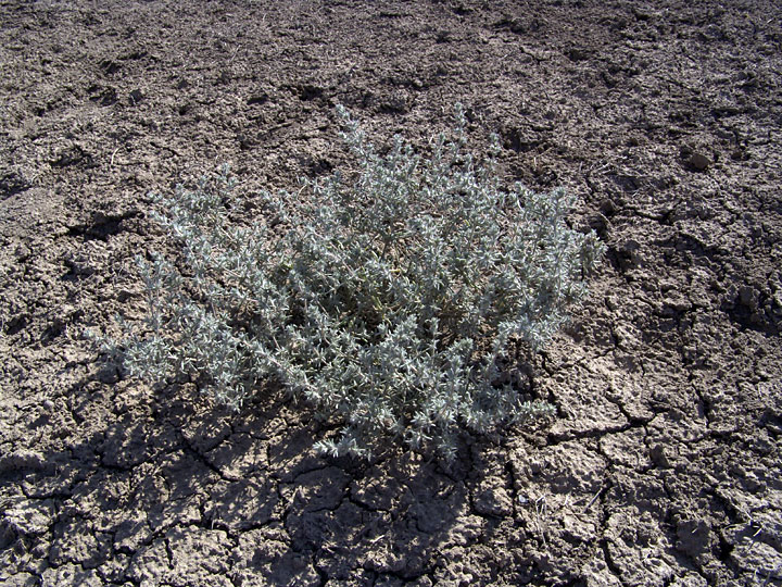 Изображение особи семейство Chenopodiaceae.