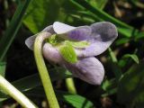 Viola palustris. Цветок (вид сбоку). Нидерланды, провинция Drenthe, Langelo, заказник Broekland, заболоченный луг. 18 апреля 2010 г.