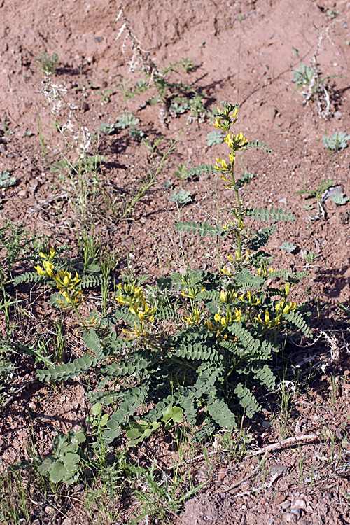 Image of Astragalus harpocarpus specimen.