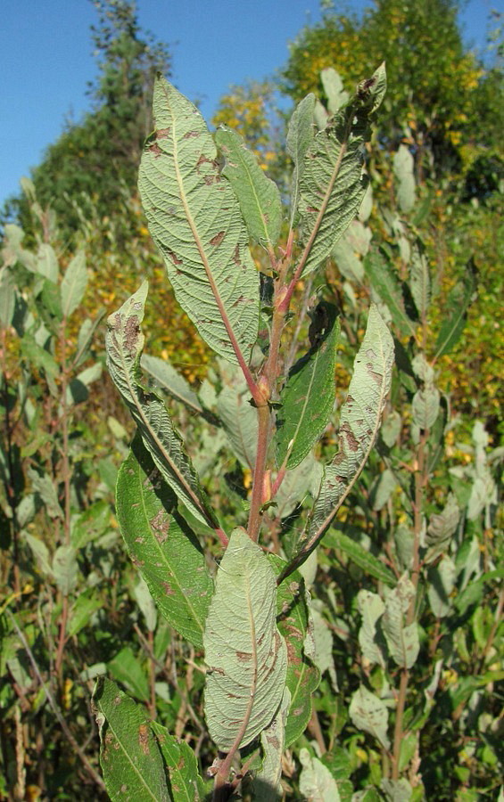 Image of Salix &times; laurina specimen.