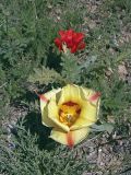 Tulipa greigii. Цветущие растения. Южный Казахстан, хр. Боролдайтау. 26.04.2007.