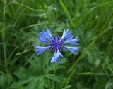 Centaurea cyanus. Соцветие. Курская обл., Поныровский р-н, с. Брусово. 13 июня 2007 г.