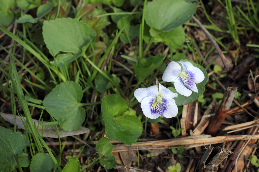 Image of Viola sororia specimen.