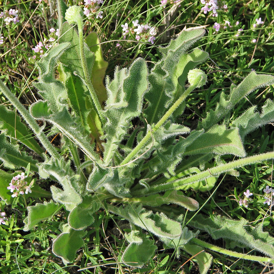 Image of Leontodon biscutellifolius specimen.