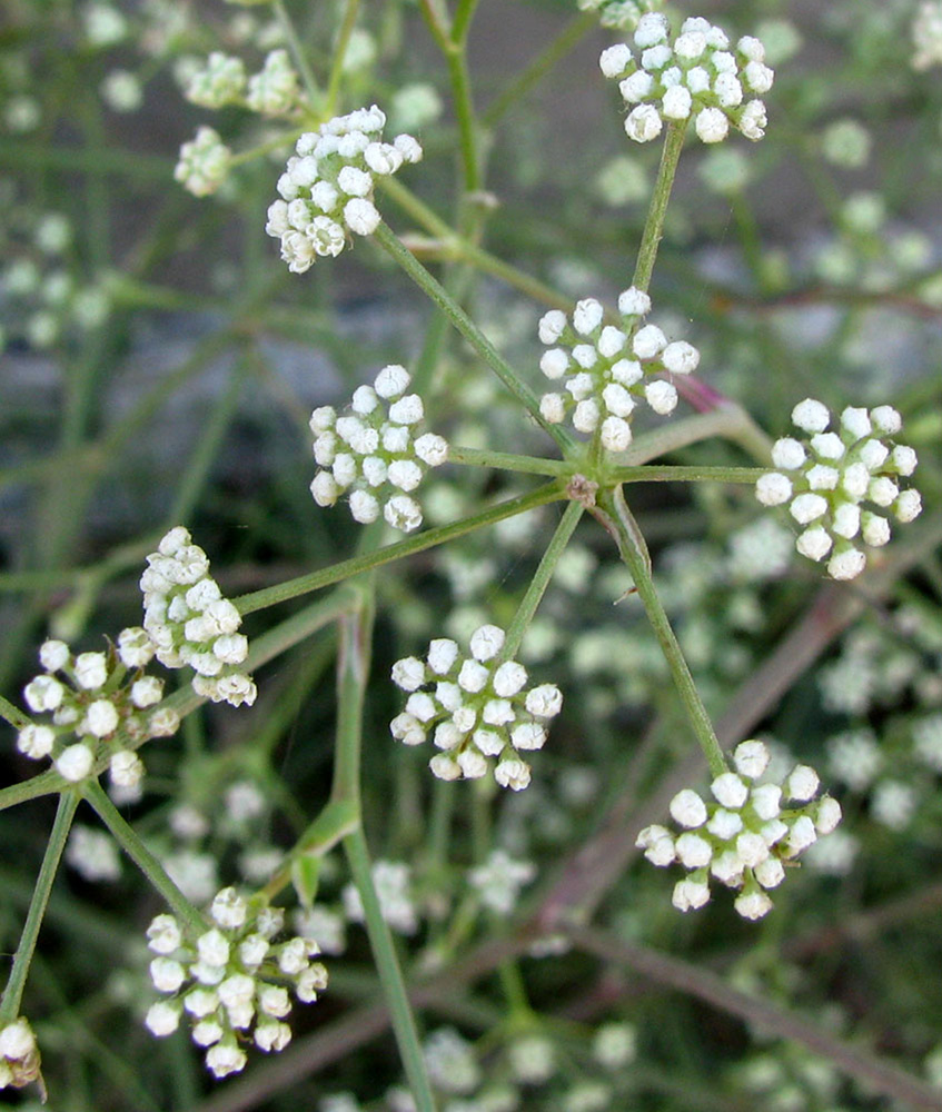 Image of Seseli arenarium specimen.