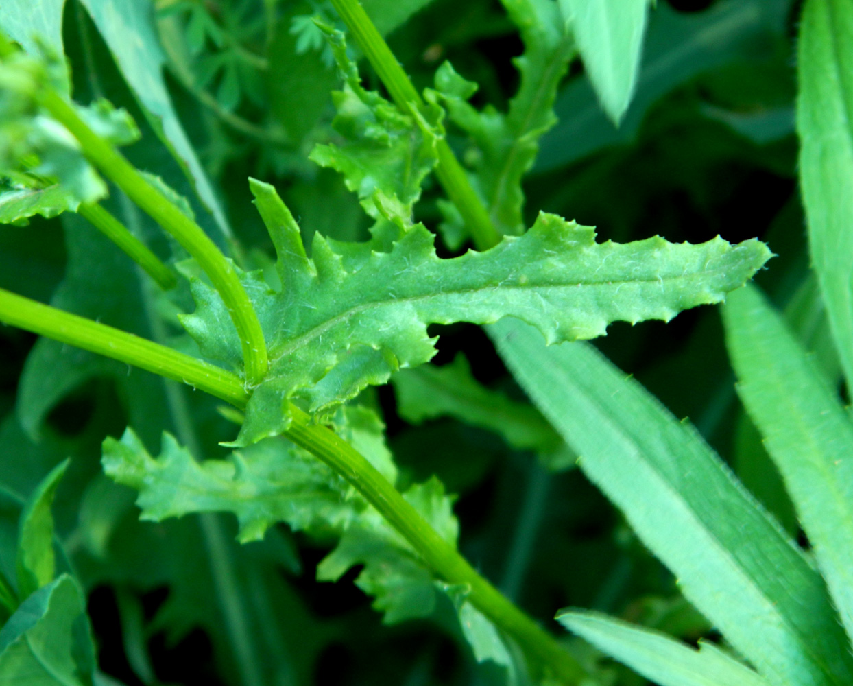 Изображение особи Senecio vernalis.