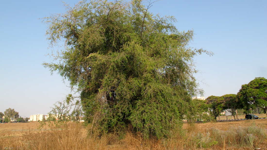 Изображение особи Ziziphus spina-christi.