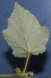 Rubus tricolor. Лист (обратная сторона). Германия, г. Кемпен, в парке. 27.06.2012.