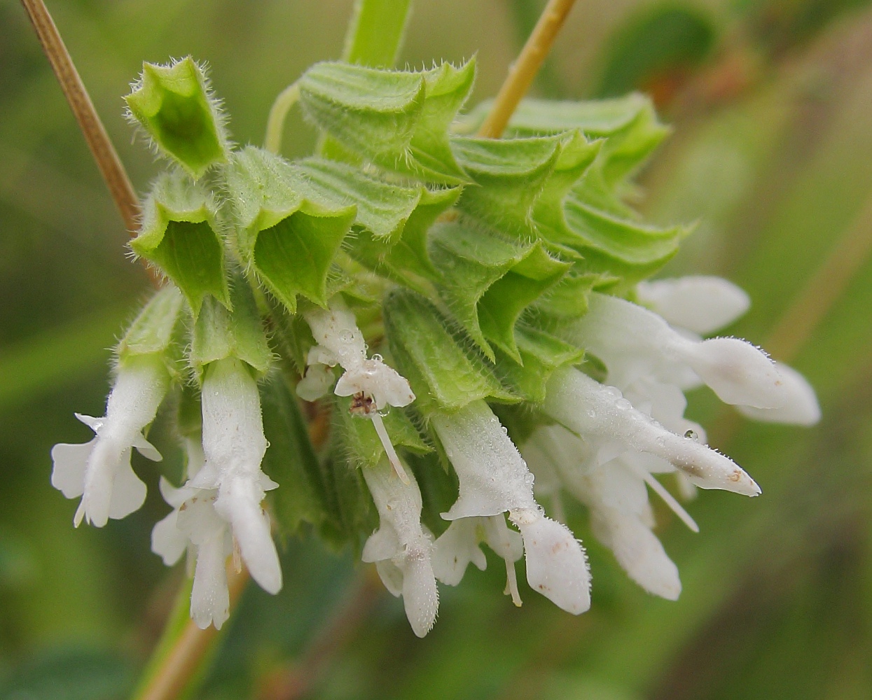 Изображение особи Salvia verticillata.