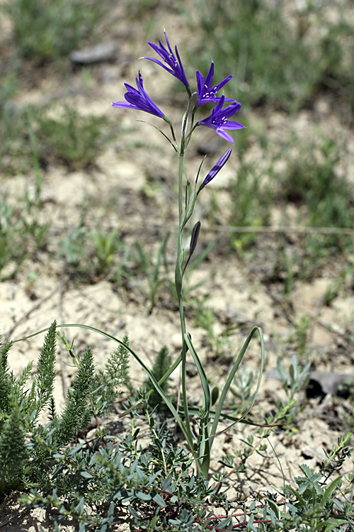 Image of Ixiolirion tataricum specimen.