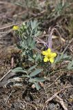 Potentilla orientalis. Цветущее растение. Южный Казахстан, хр. Боролдайтау, ущ. Кенозен. 30.04.2012.